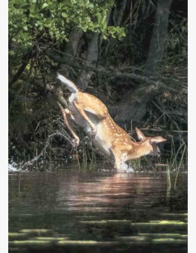 Valkohäntäpeura kylpee helteellä