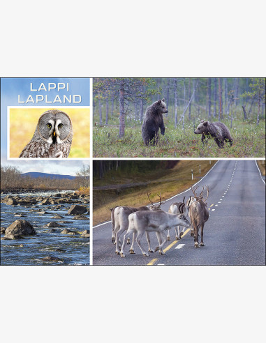 Lappi