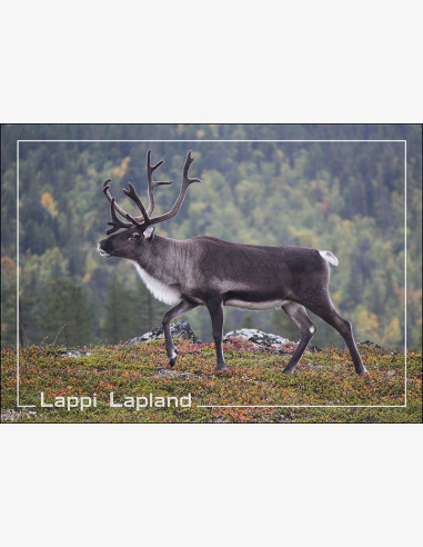 Lappi