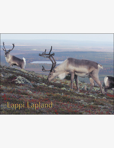 Lappi